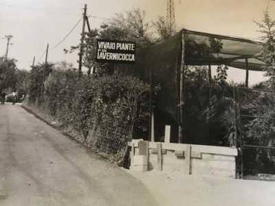 �Tutto cominci� con mio padre Michele, il quale eredit� la passione per il verde dai suoi genitori - esordisce il padrone di casa -. Nonno Cosimo infatti era un giardiniere e nonna Grazia aveva proprio qui il suo orto. Fu lui nel 1983 a decidere di trasformare il giardino di famiglia in un vivaio�